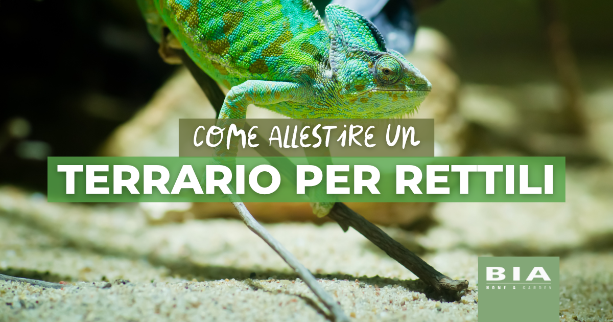 Terrario per rettili: come sceglierlo e allestirlo al meglio
