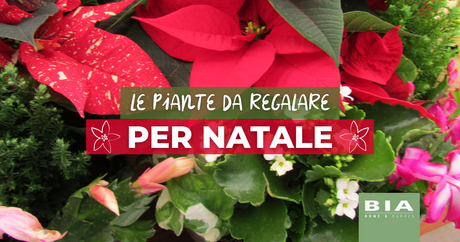 10 piante da regalare a Natale