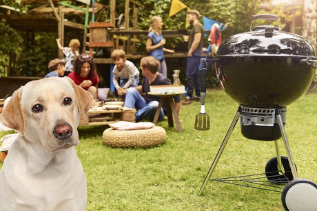 Barbecue… da cani!