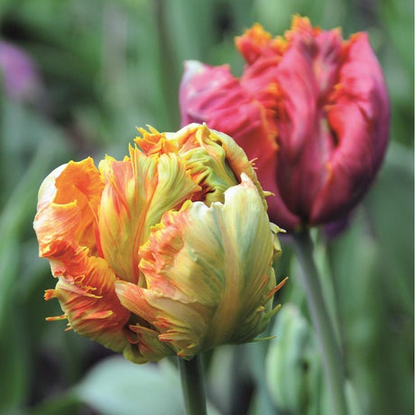 Bulbi a fioritura primaverile: 5 buoni motivi per sceglierli