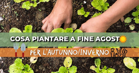 Cosa piantare a fine estate per l’autunno/inverno