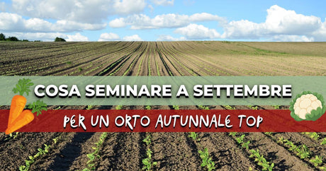Cosa seminare a settembre per un orto rigoglioso in autunno