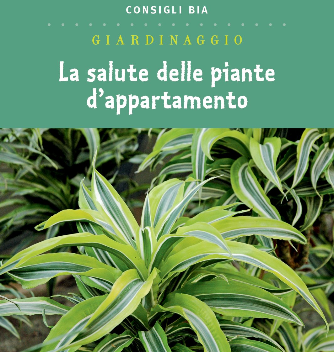 Piante da ufficio: meno stress e aria pulita – BIA Home & Garden