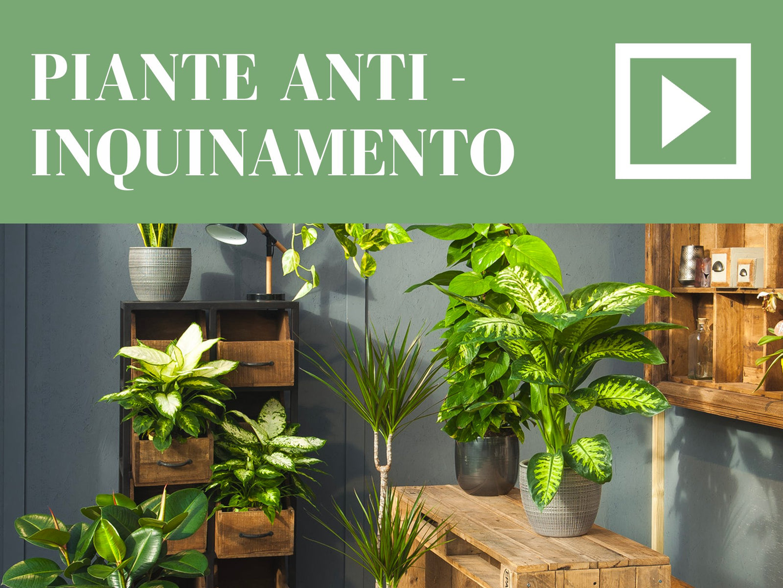 Le piante anti-inquinamento