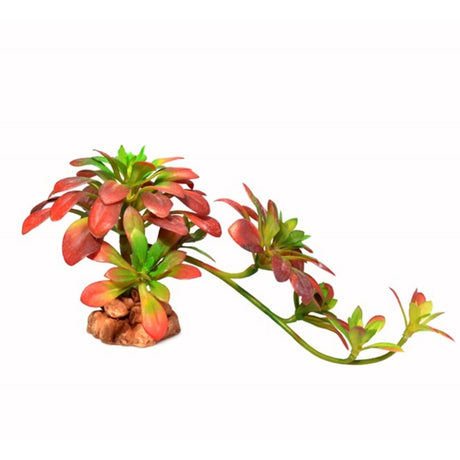 Piante Acquatiche Verdi Rigogliose - Vegetazione per acquario