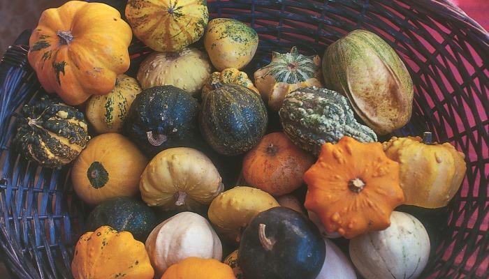 10 ortaggi facili e sicuri per l’autunno