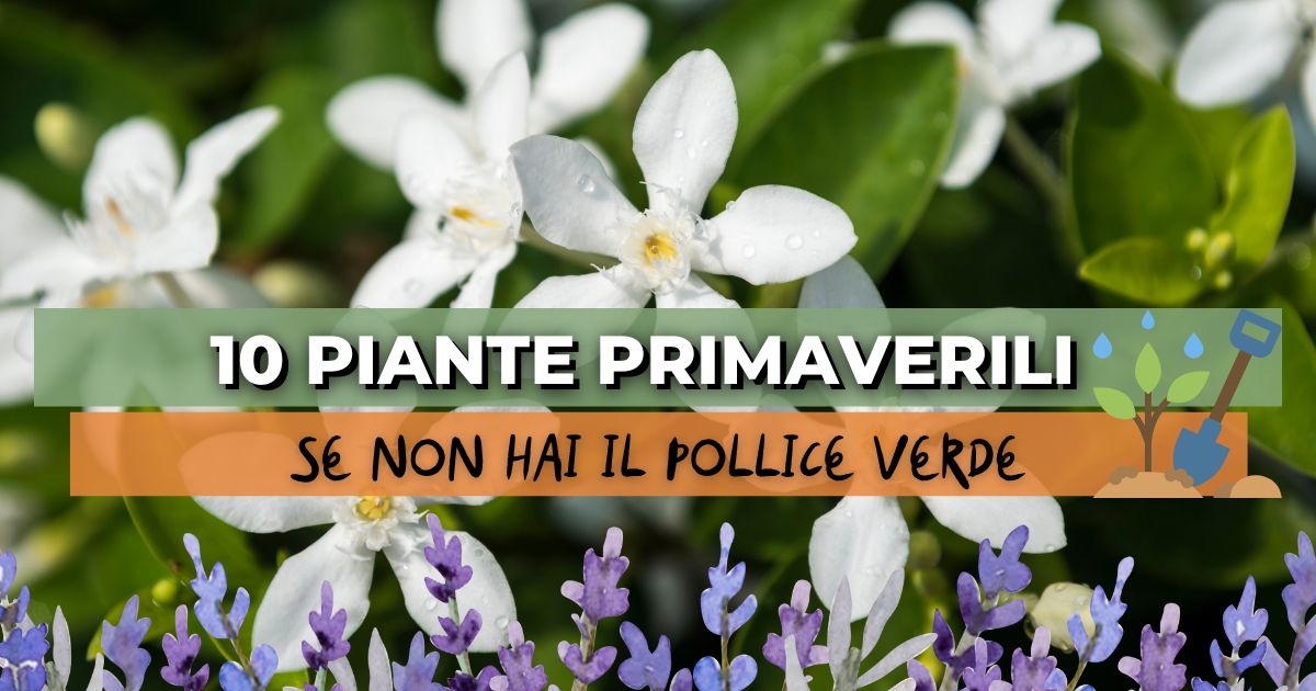 10 piante primaverili facili da coltivare (anche se non hai il pollice verde)