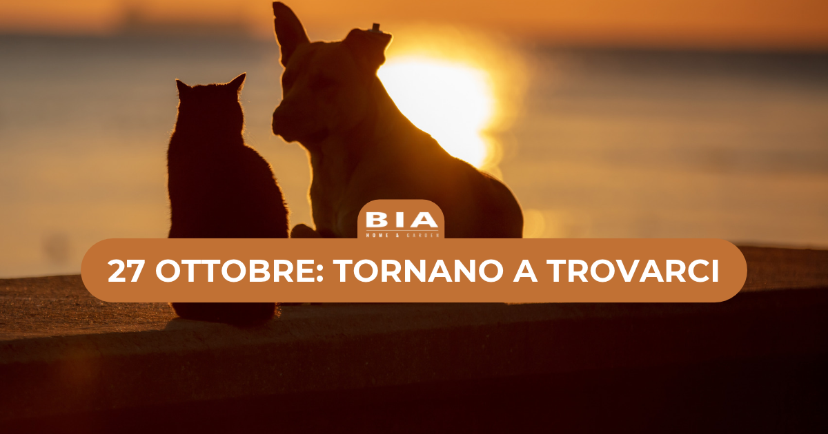 Cane e gatto insieme al tramonto, simbolo del ricordo degli animali amati nella giornata del 27 ottobre