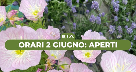 Orari 2 giugno: aperti