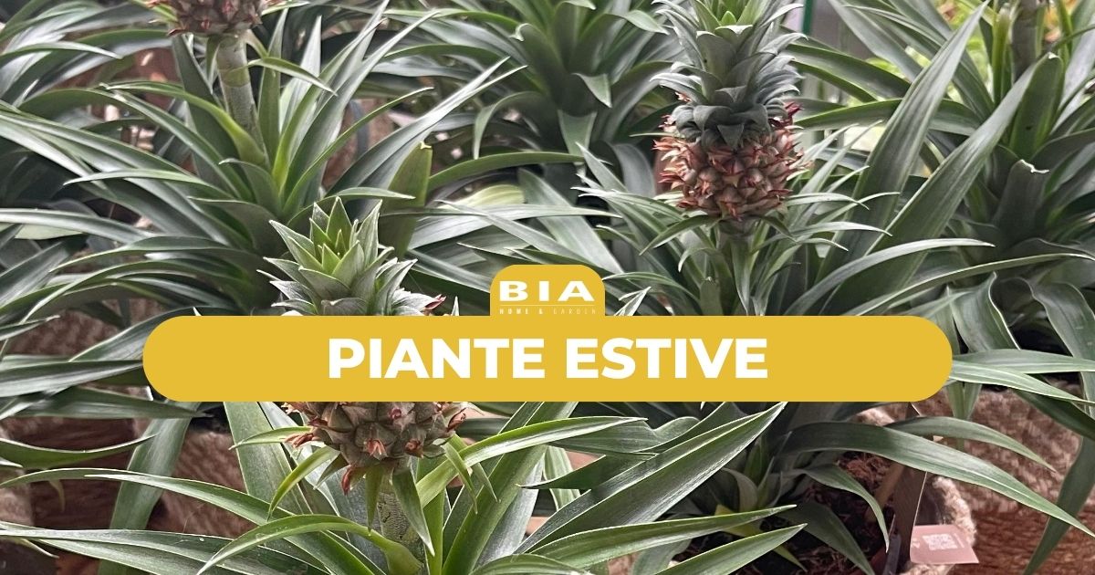 Piante estive