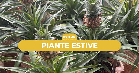 Piante estive