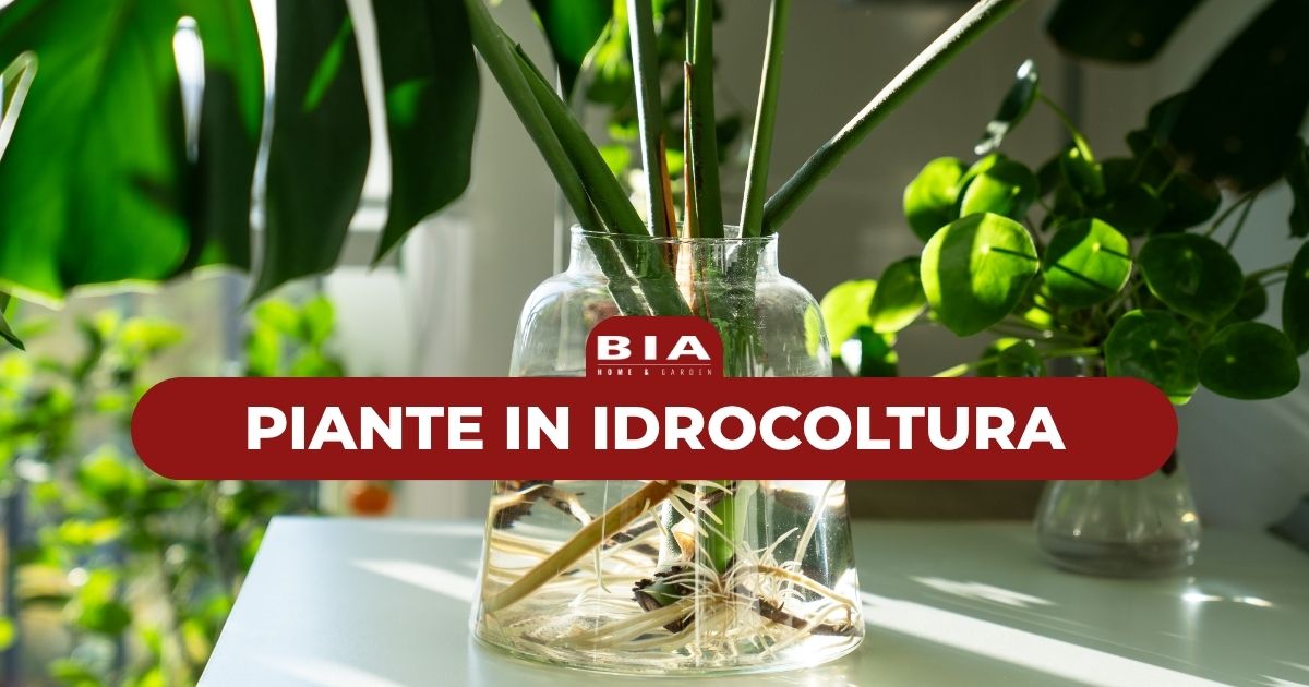 Piante in idrocoltura