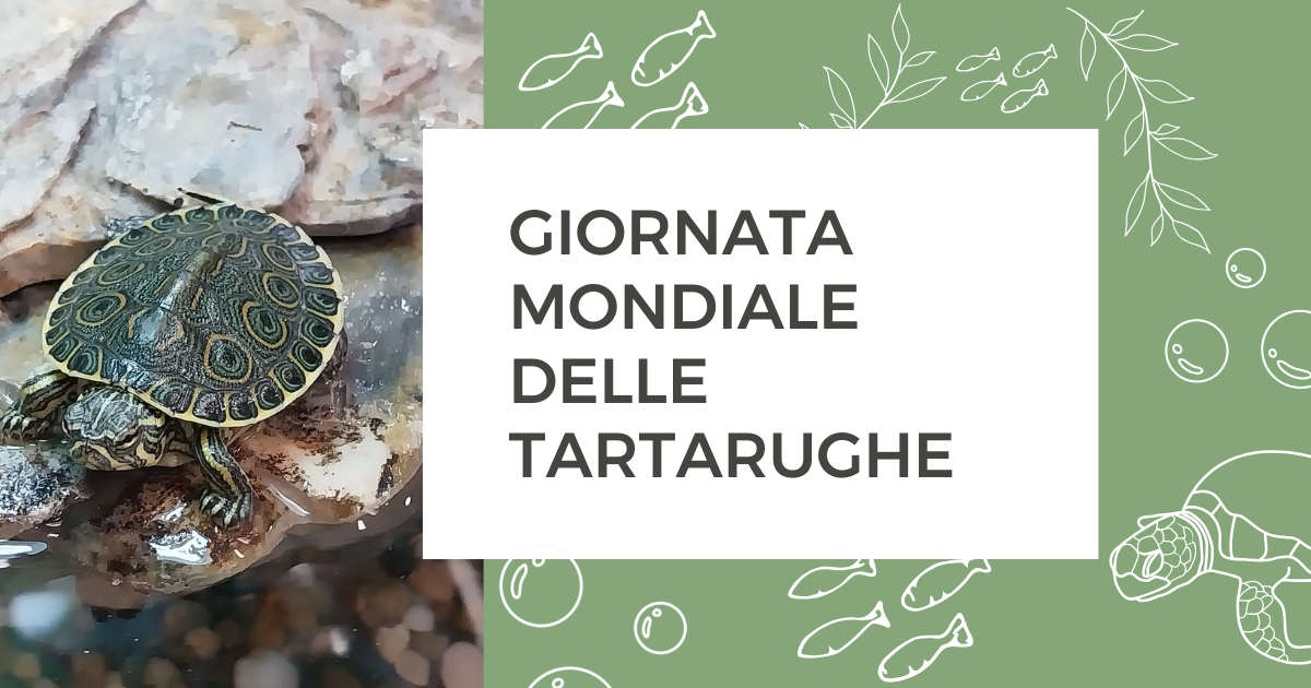 23 maggio Giornata mondiale delle tartarughe