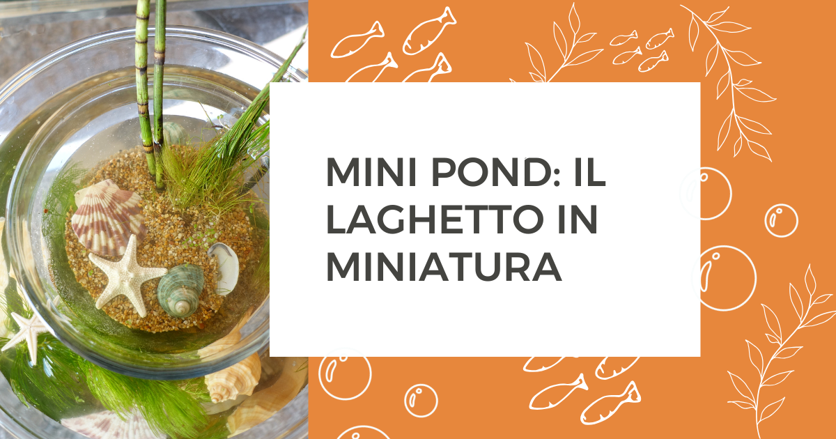 Mini Pond: il laghetto in miniatura