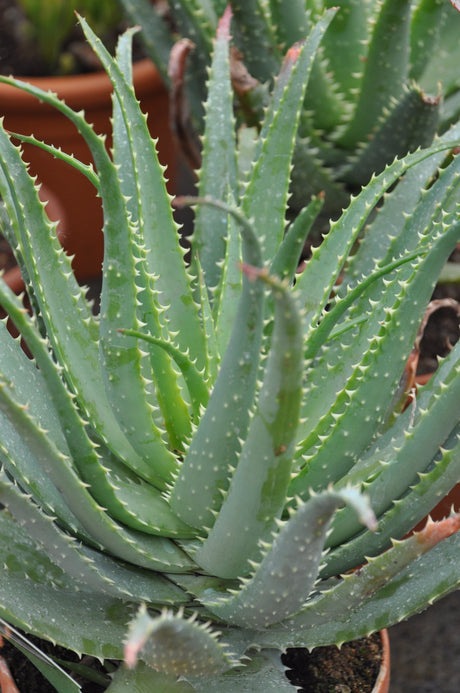 Aloe Vera: la pianta della salute