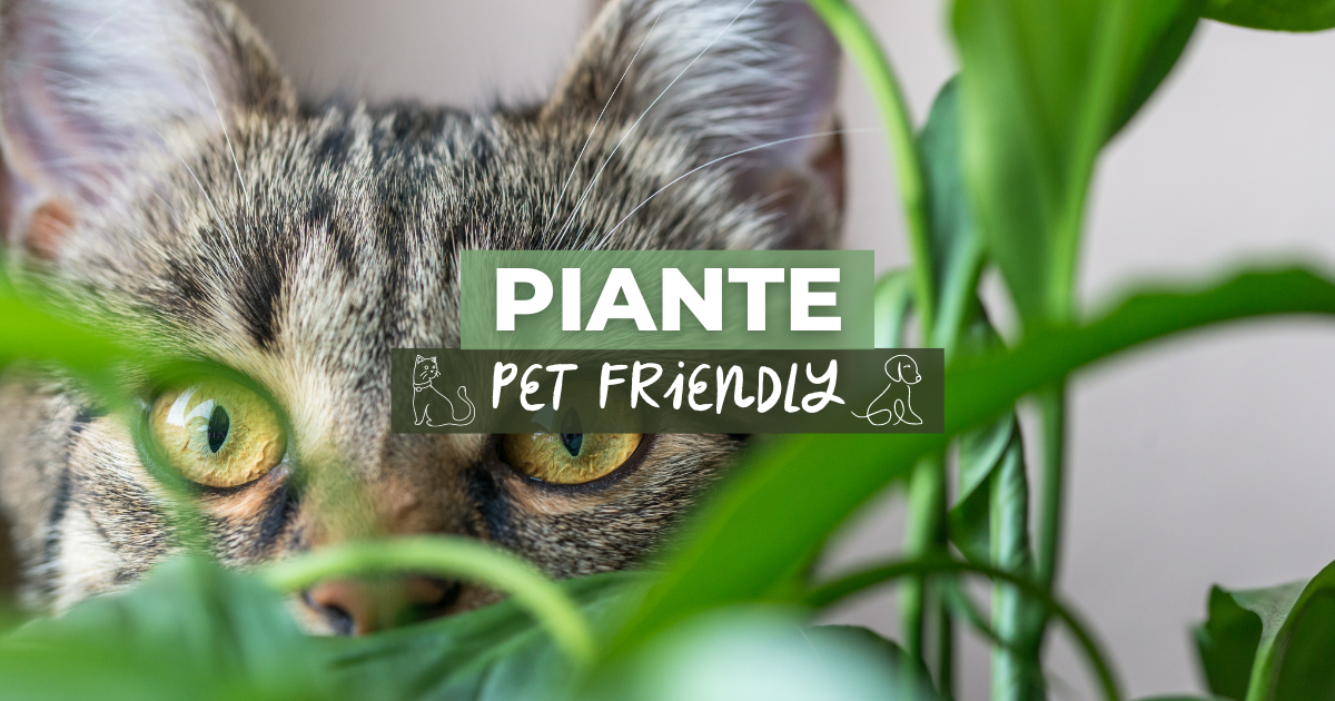 Piante pet friendly: 10 piante non velenose per cani e gatti