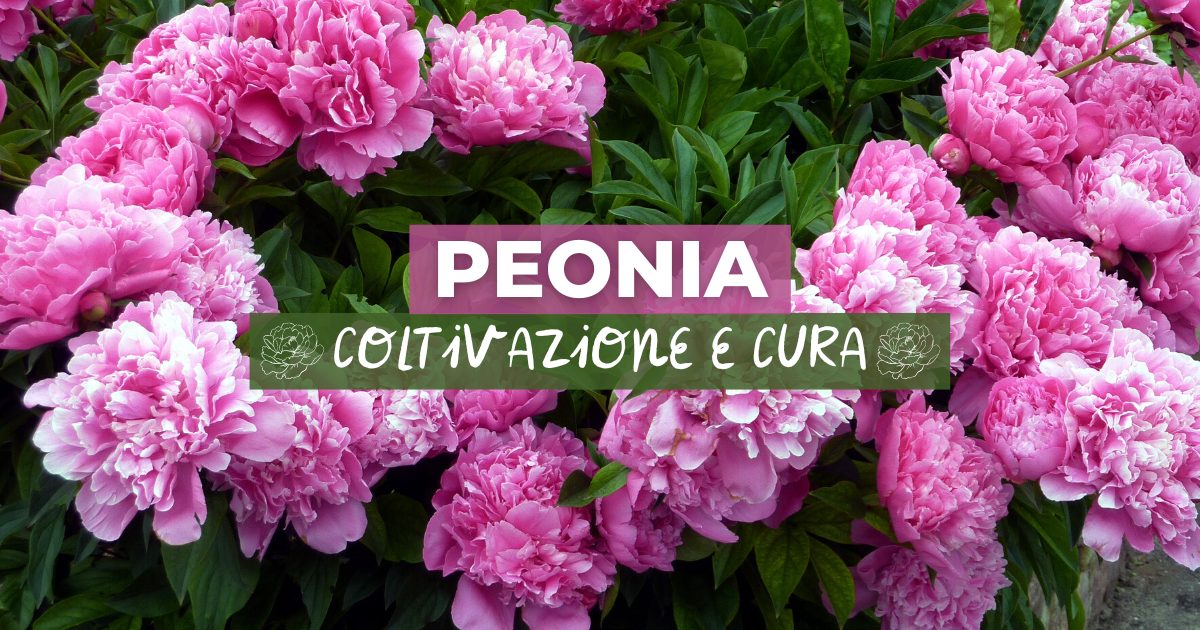 Peonia: come coltivarla e curarla