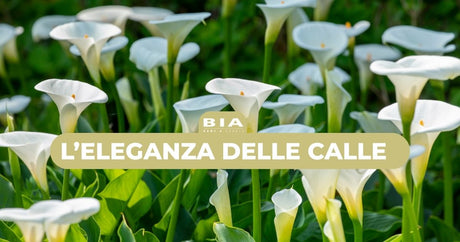 L'eleganza delle calle