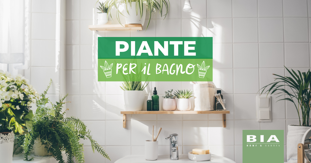 Piante da bagno: quali sono le migliori e come sceglierle