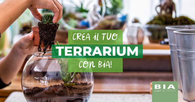 TERRARIO CON FELCI, MUSCHI E LICHENI – Nel Giardino, Nella Natura