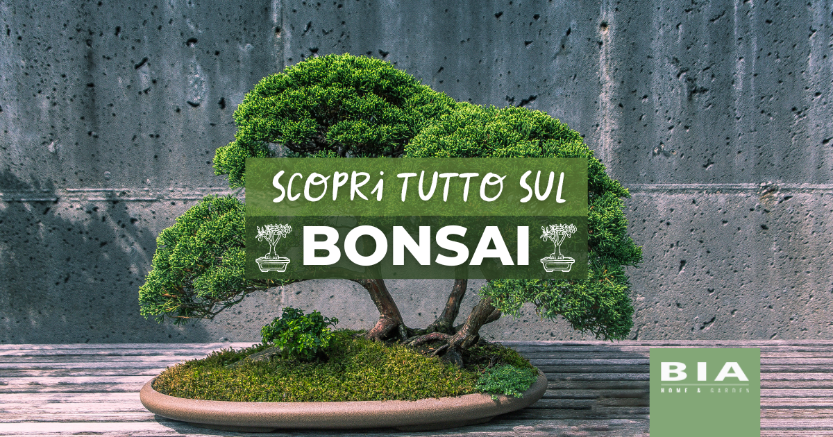 Bonsai: cos'è, qual è il significato e come si cura