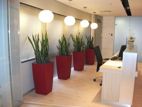 Il verde in ufficio con le piante autosufficienti