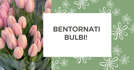 Bentornati bulbi! La stagione della magia sotterranea è iniziata
