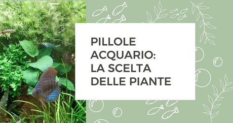 Pillole acquario: la scelta delle piante