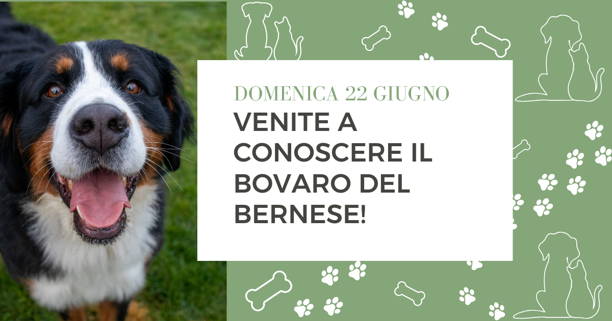 Venite a conoscere il Bovaro del Bernese!