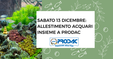 Sabato 13 dicembre: allestimento acquari insieme a Prodac