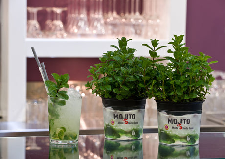 Mojito Menta Yerba Buena