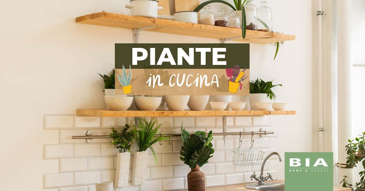 Piante in cucina: quali scegliere e come metterle