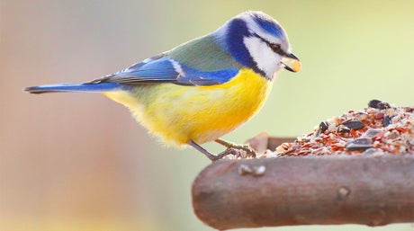Bird feeding: come nutrire gli uccelli selvatici tutto l'anno