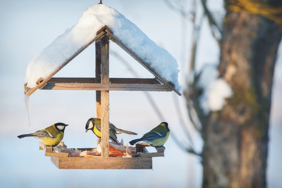 Bird feeding – Guida pratica