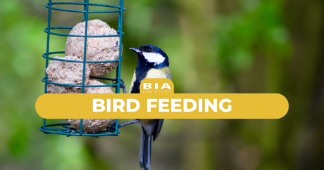 È tempo di bird feeding!