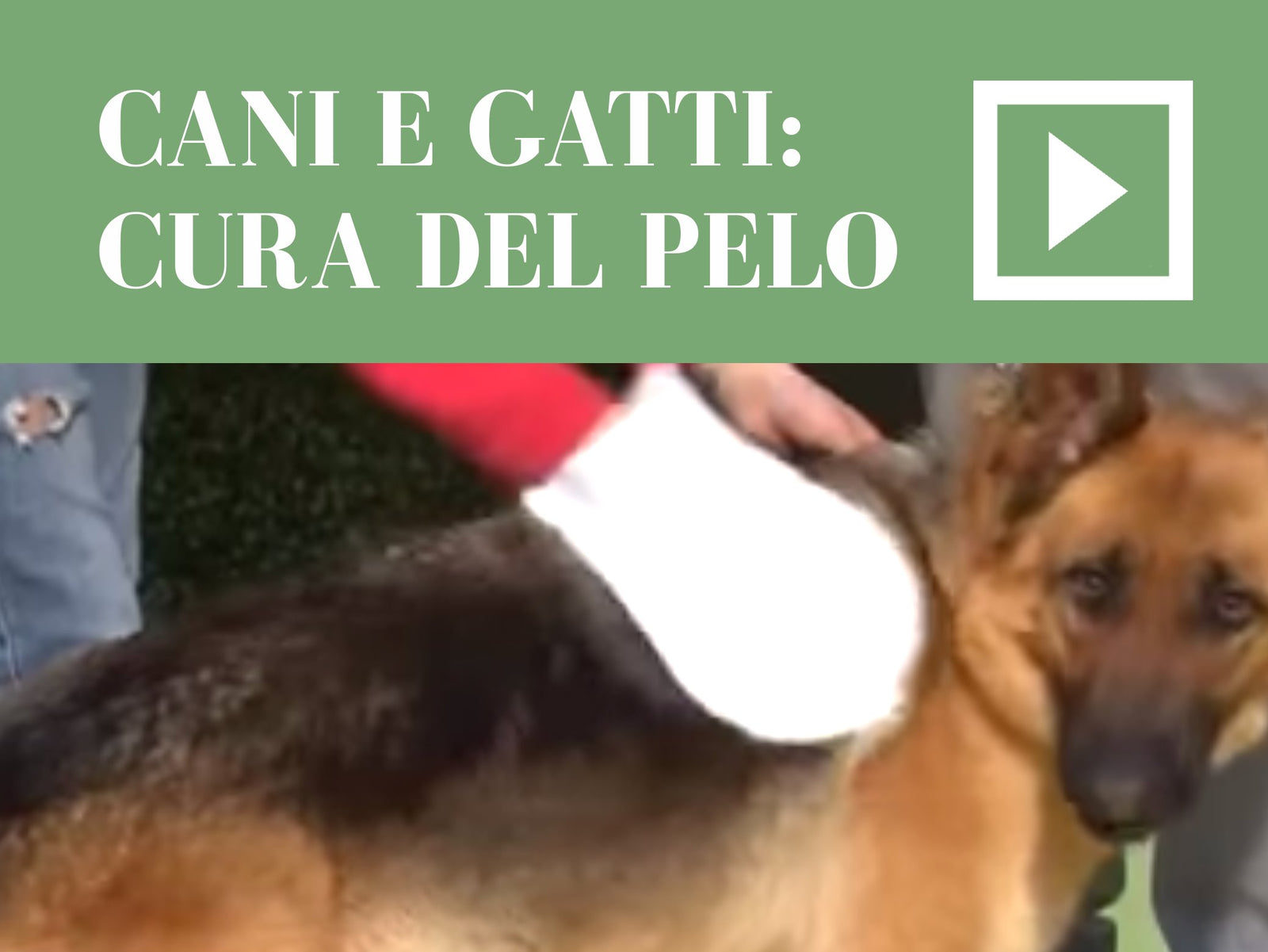 Cani e gatti: benessere e cura del pelo dei nostri amici a 4 zampe