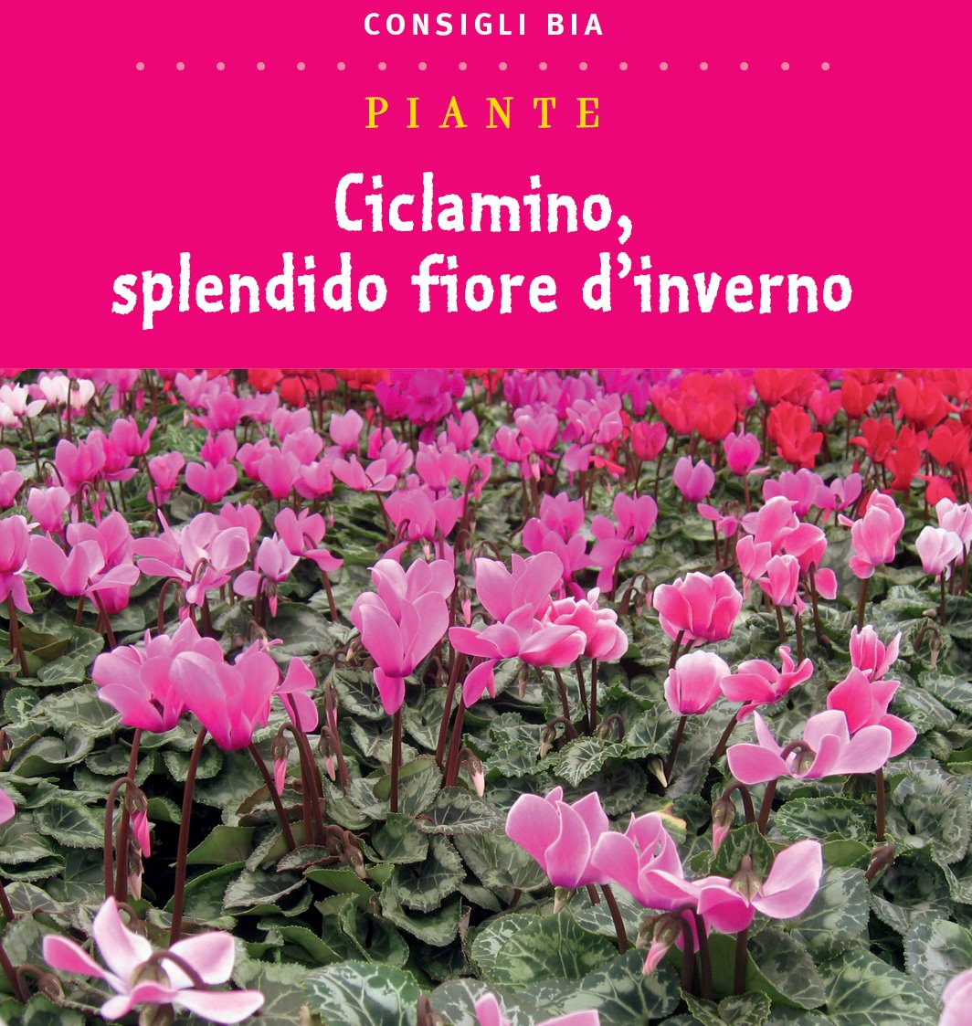 Ciclamino, splendido fiore d’inverno