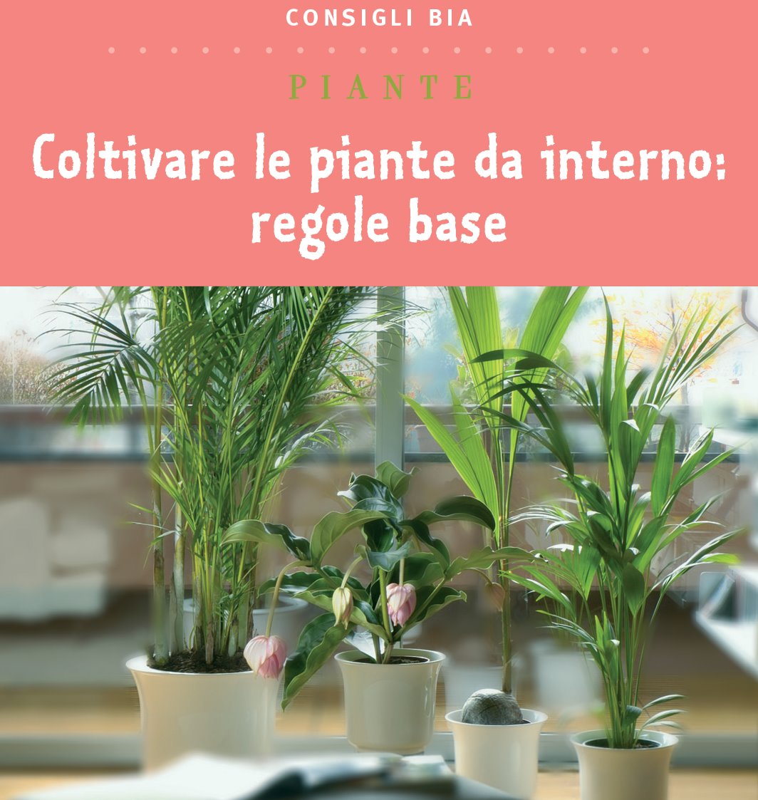 Coltivare le piante da interno