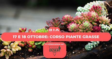 Piante grasse: un corso per conoscerle, rinvasarle e curarle 🌵