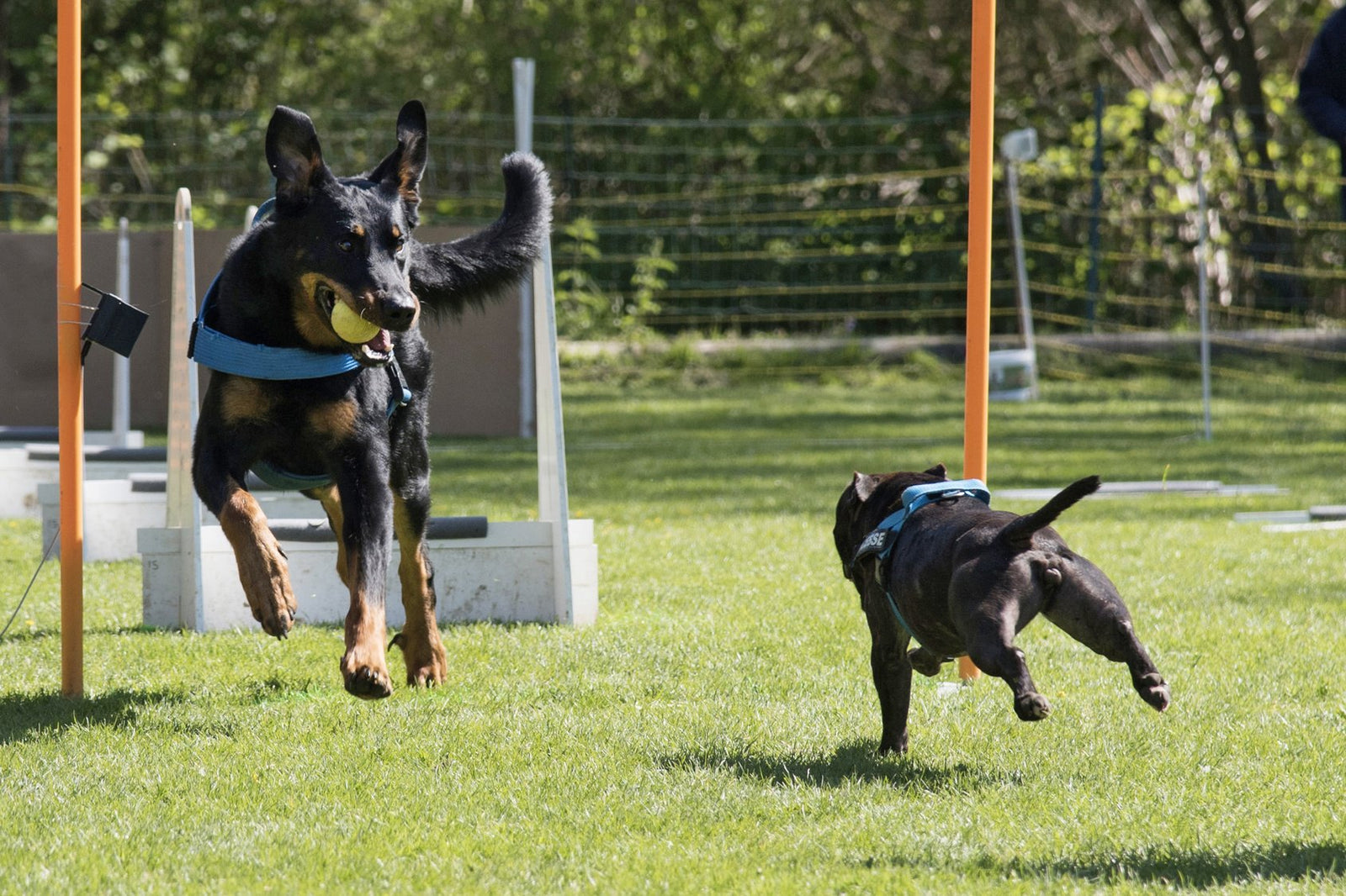 Attività insieme agli amici a 4 zampe: il flyball