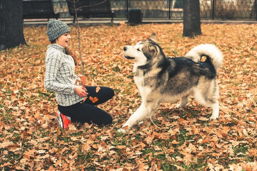 Il gioco con il proprio cane: educare divertendosi