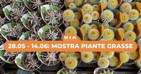 28.05 - 14.06: Mostra piante grasse