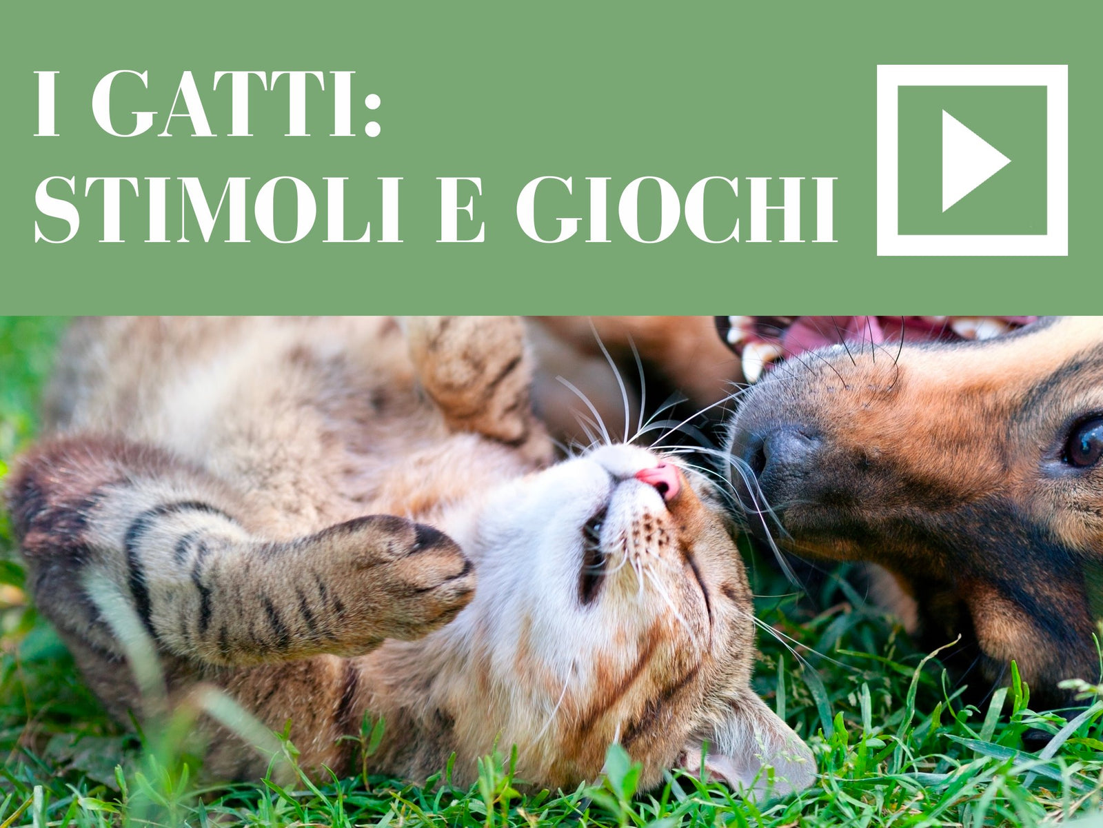 I gatti