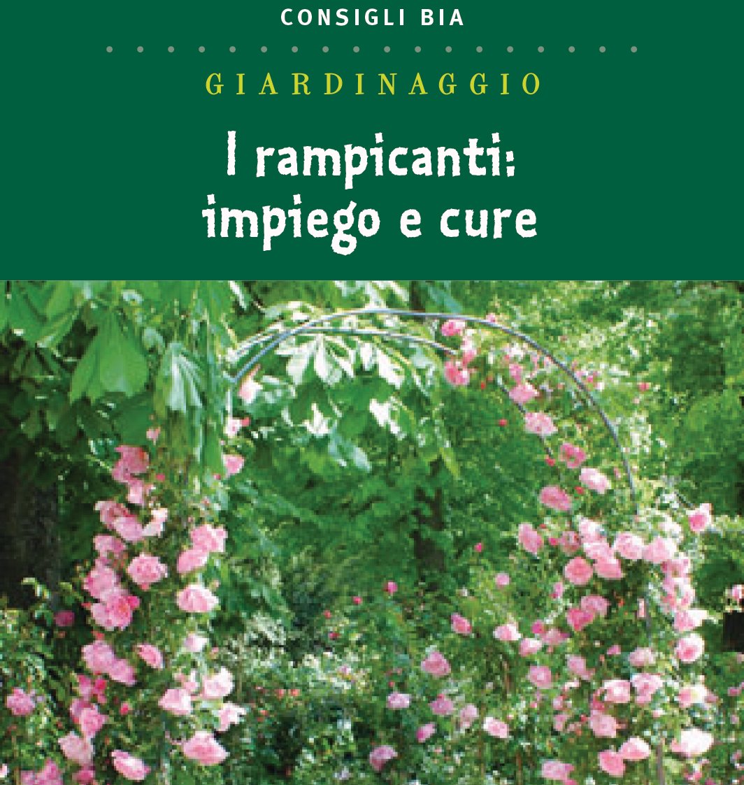 I rampicanti: impiego e cure