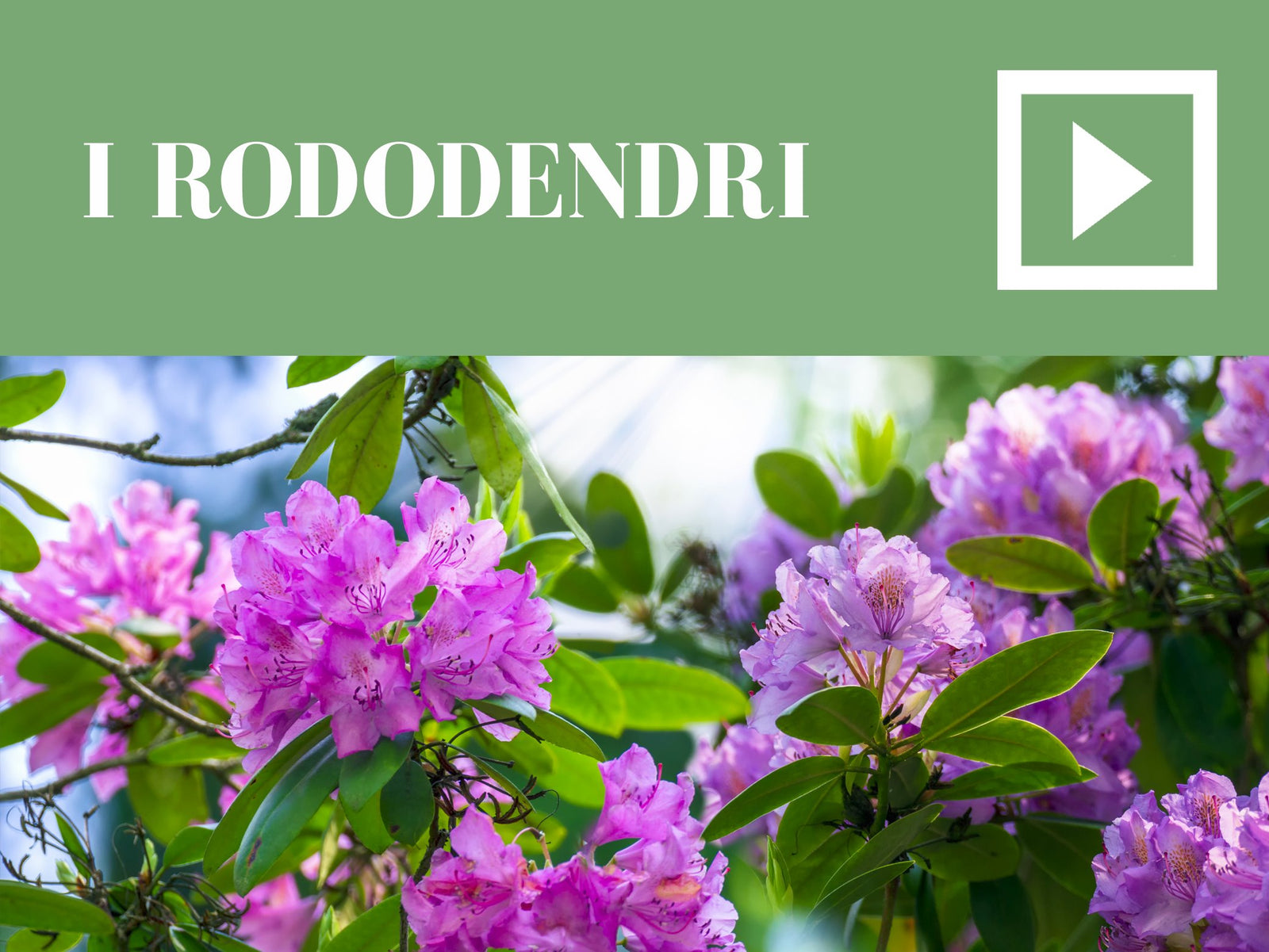 I rododendri