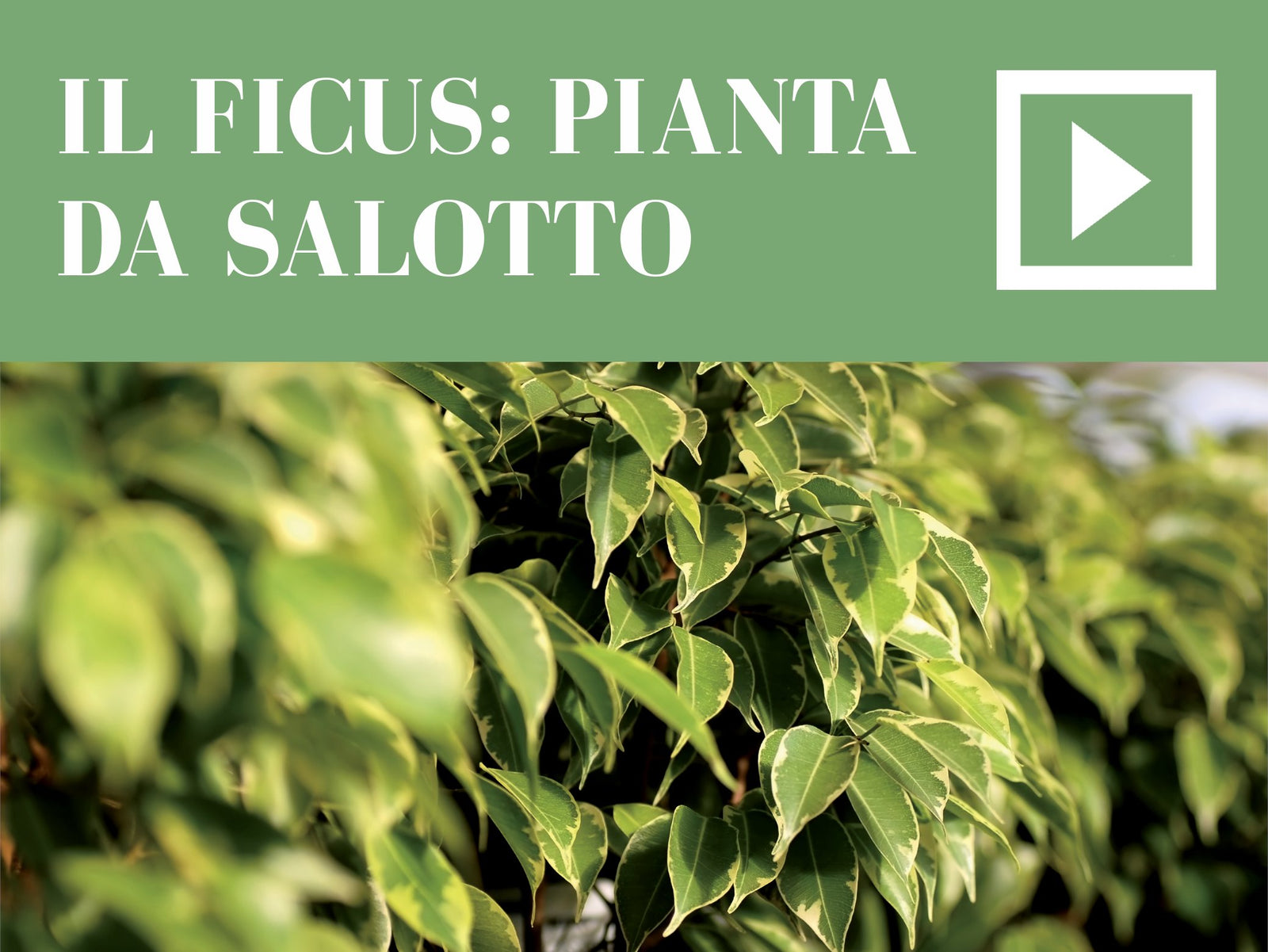 Il Ficus, la pianta da salotto