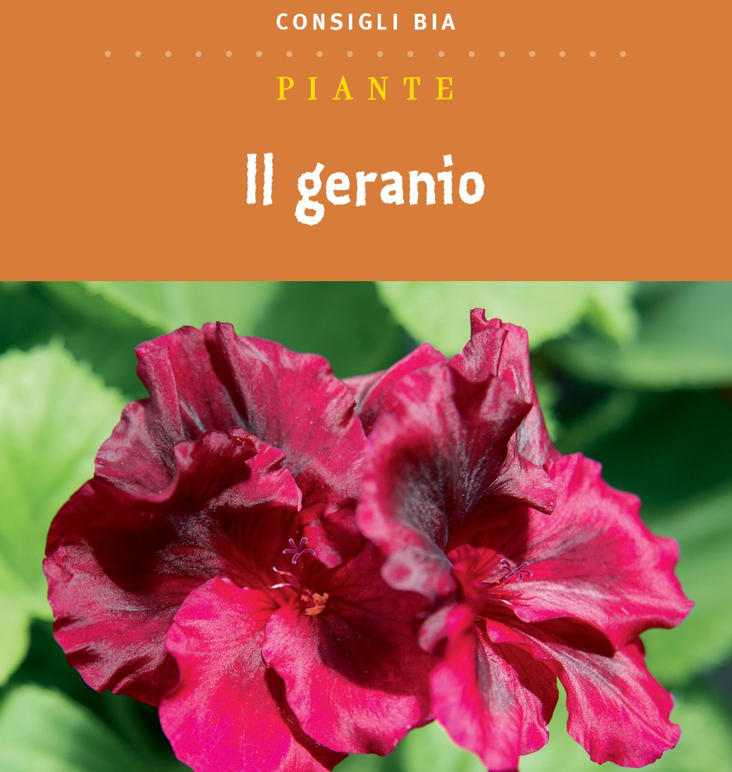 Il geranio