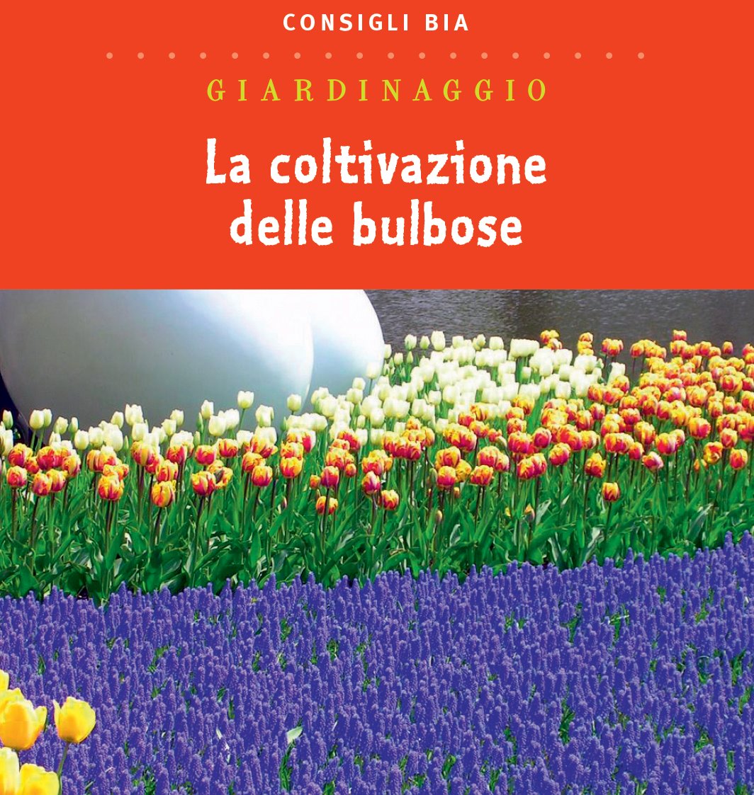 La coltivazione delle bulbose