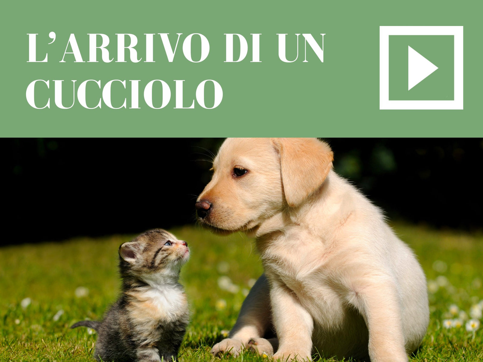 L’arrivo di un cucciolo!