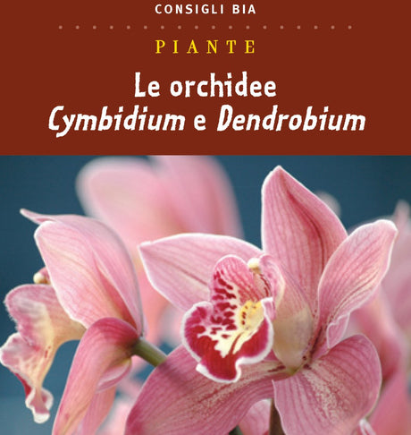 Le orchidee Cymbidium e Dendrobium